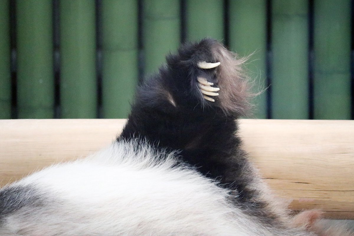 パンダライター 二木繁美｜『水曜日のお嬢様』発売中 tweet media