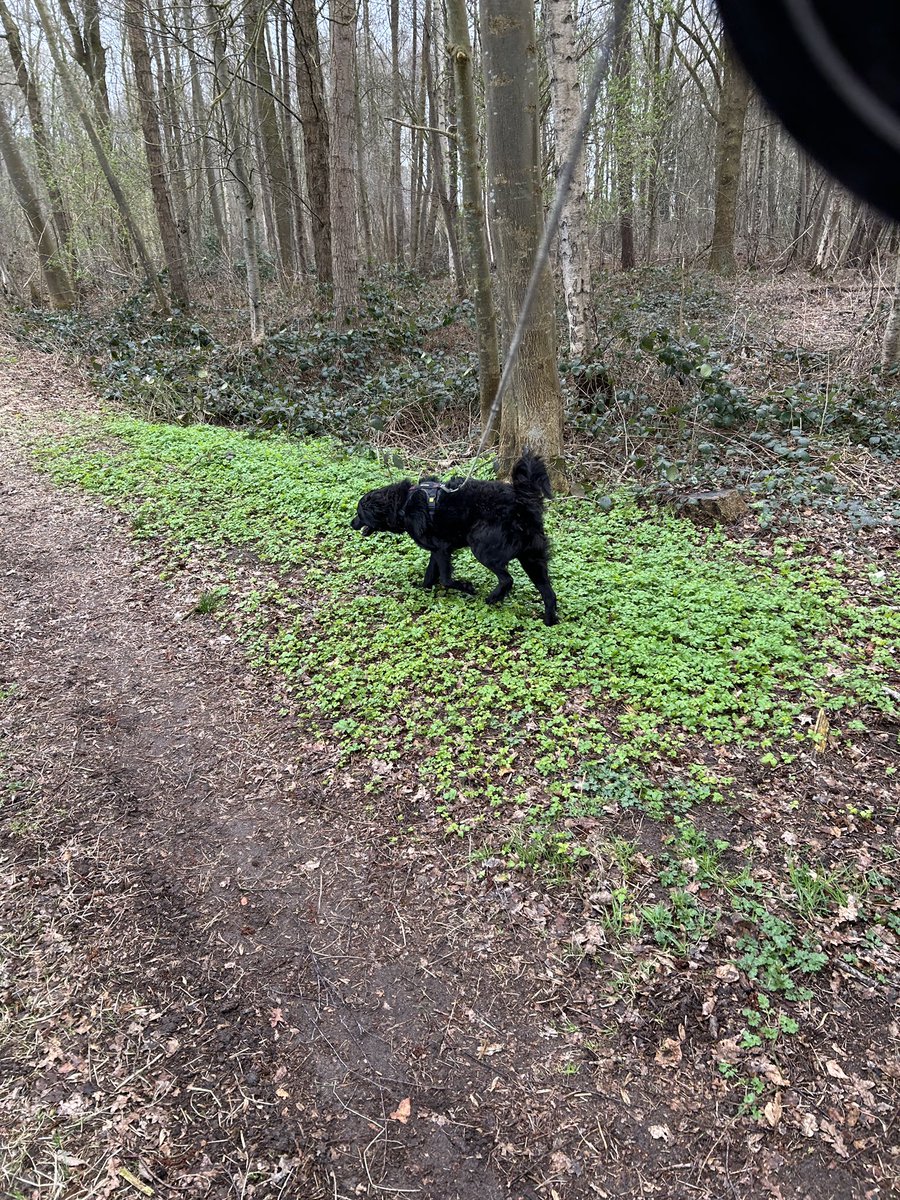 Normaal mag mijn kameraad Doerak heerlijk even los uitrazen. Maar nu helaas ter bescherming van reekalfjes niet. Want owee zou hij er een speuren komt het roofdier instinct boven en luisteren is dan niet meer aan de orde. Dus ja voorlopig aan de lijn uitlaten.
