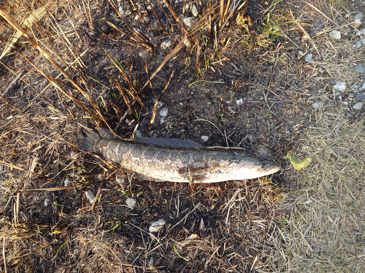 ちぇる→(タカハシ) tweet media