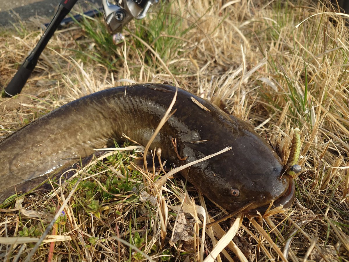 ちぇる→(タカハシ) tweet media