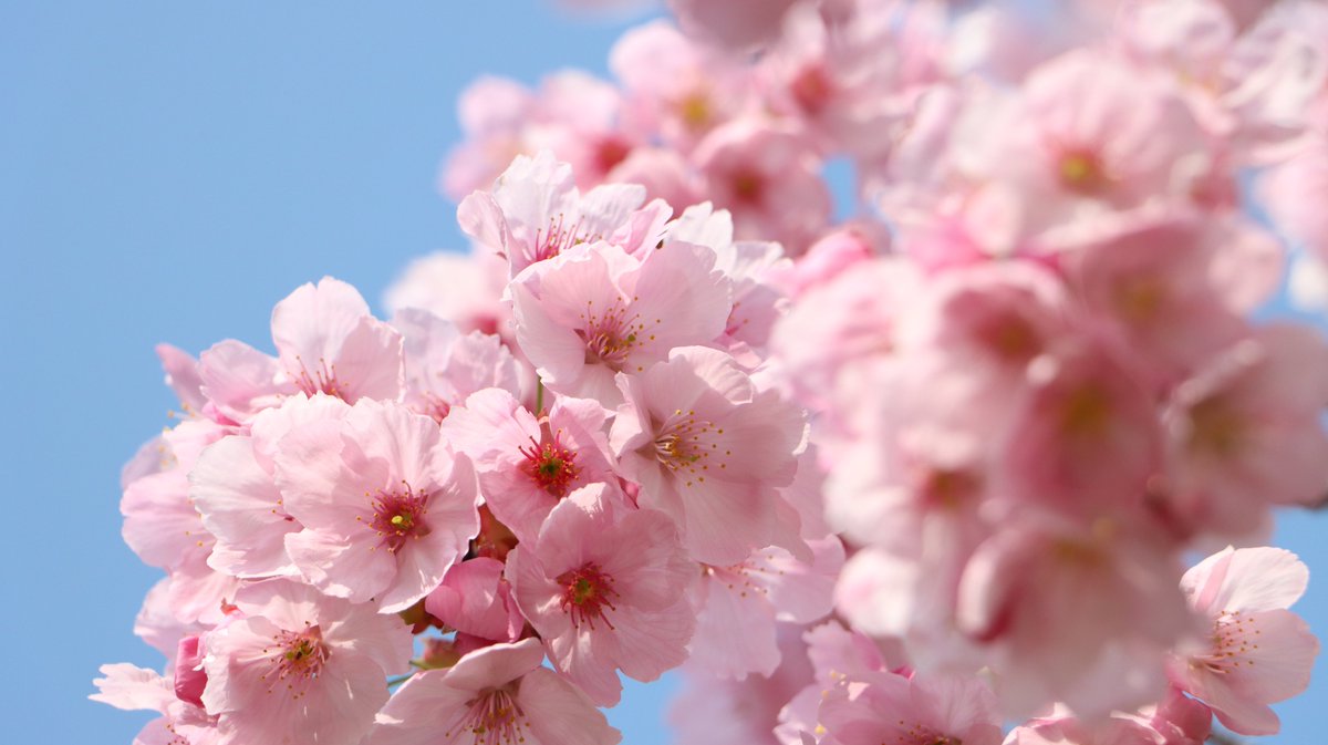 長居植物園 tweet media