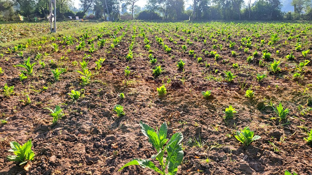 AmitUNL's tweet photo. Research shows that tobacco yield losses due to weeds can be very high—often 30%–60% or more—when fields are left uncontrolled. Gujarat (a major tobacco producing state in India) faces similar risk because of labor shortages and heavy weed competition. 
Experiments at the Tobacco Research Station, Anand Agricultural University tested weed‑management treatments and showed that unweeded plots had significantly lower yields compared to manually weeded or herbicide‑treated 
plots. @JhalaRachana @MarthaMamo3 @unlagrohort @UNLExtension @UNLincoln @UNL_IANR