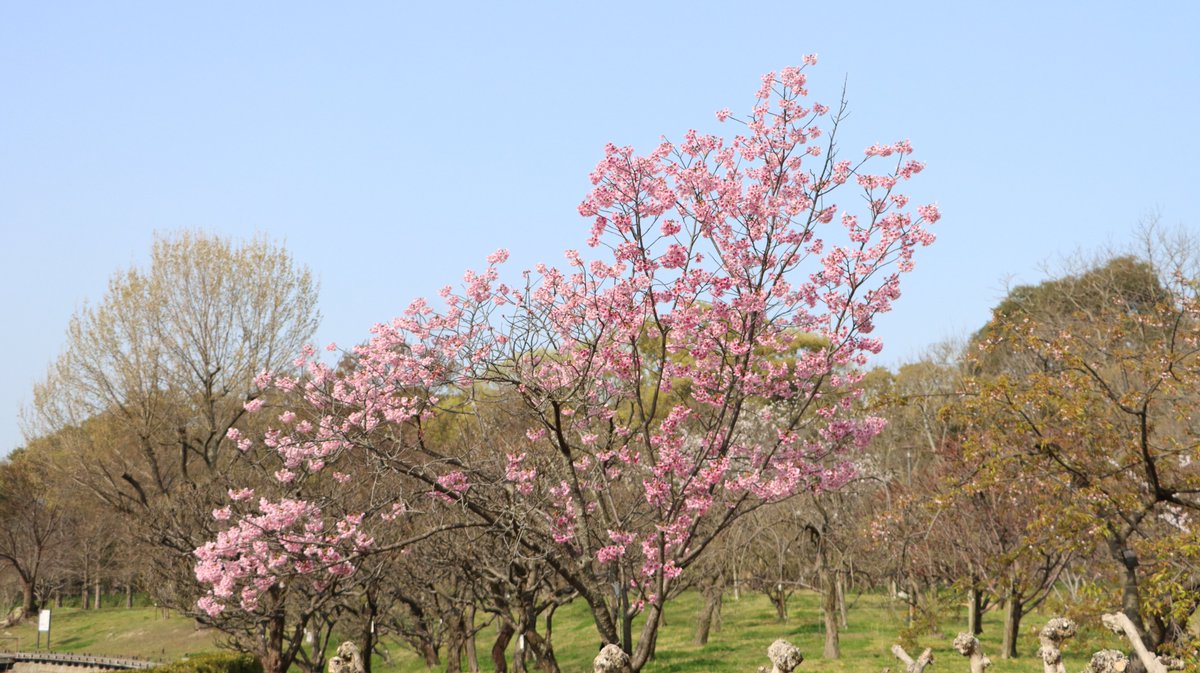 長居植物園 tweet media