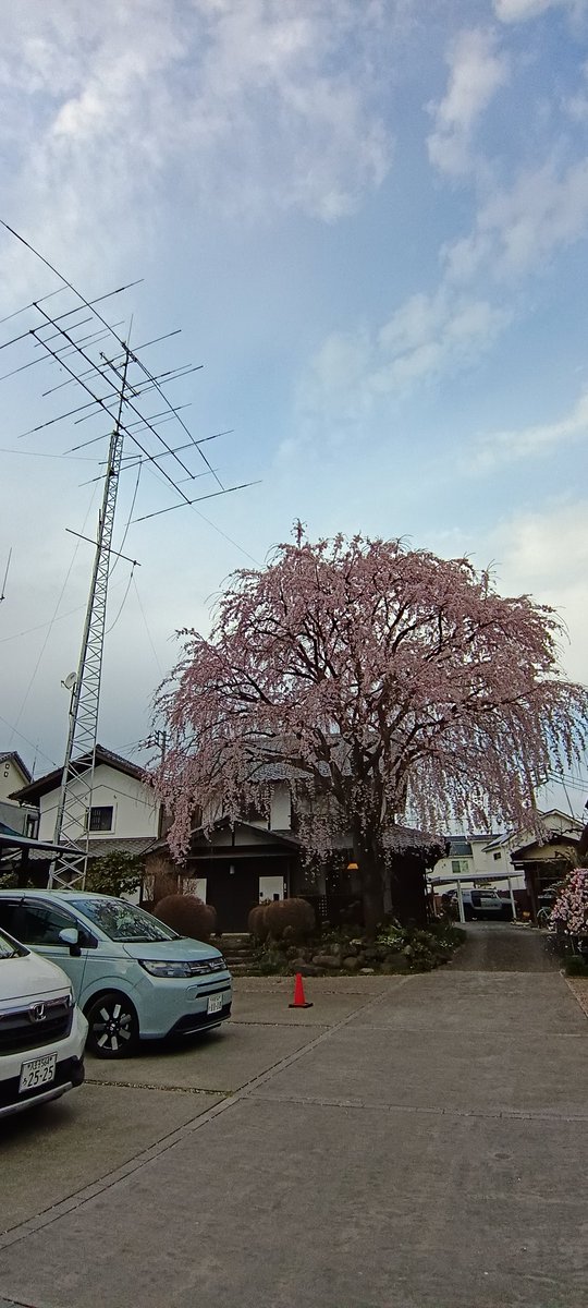 jn1jva's tweet photo. 今日はえみげんクラブのOM宅で花見です。
#拝島なかまち食堂　のハムカツ&amp;コロッケw/からあげ、旨し。
#えみげんクラブ https://t.co/h1Bhg34X1j