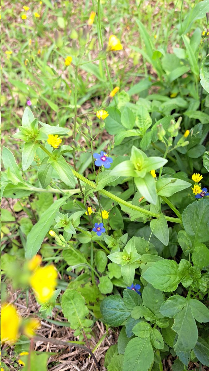 豆豆不發芽 tweet media