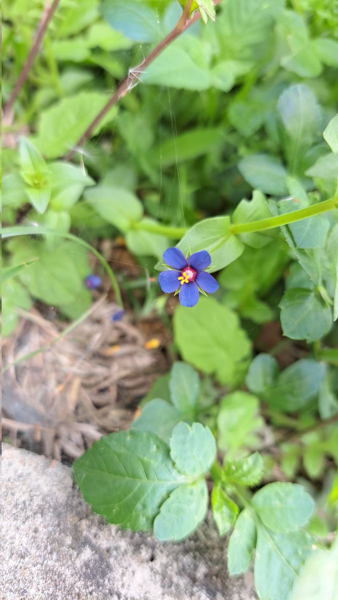 豆豆不發芽 tweet media