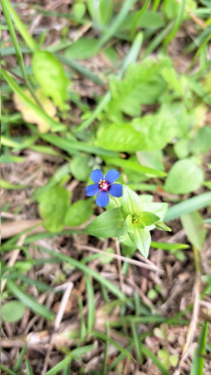 豆豆不發芽 tweet media