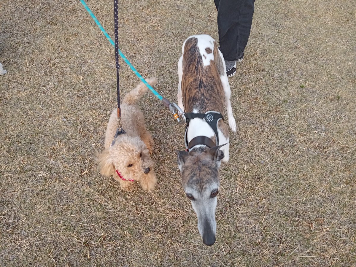 セキガミ タケシ　新刊『中国共産党聖地巡礼』好評発売中！ tweet media