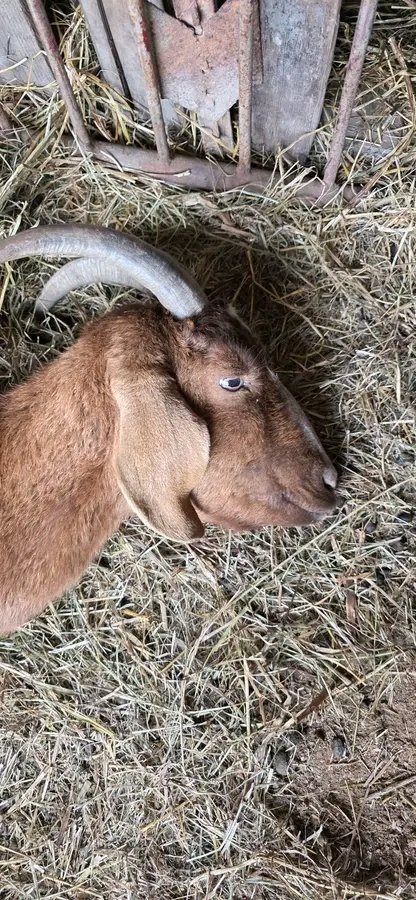 Kingsley Egbonyi 🐐 tweet media