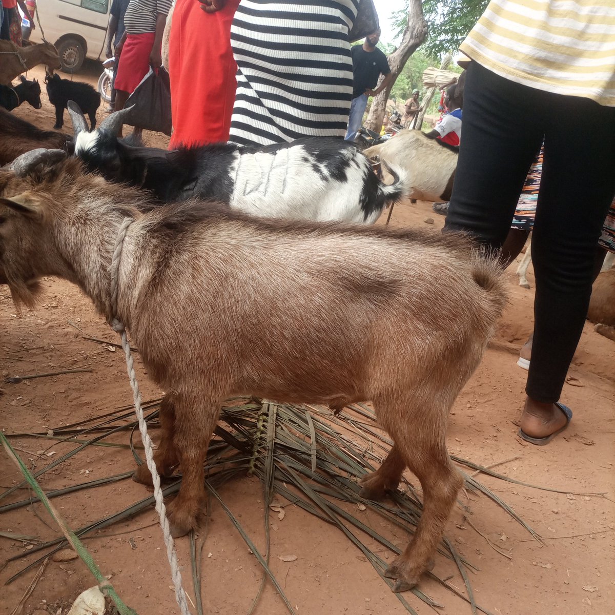 Kingsley Egbonyi 🐐 tweet media