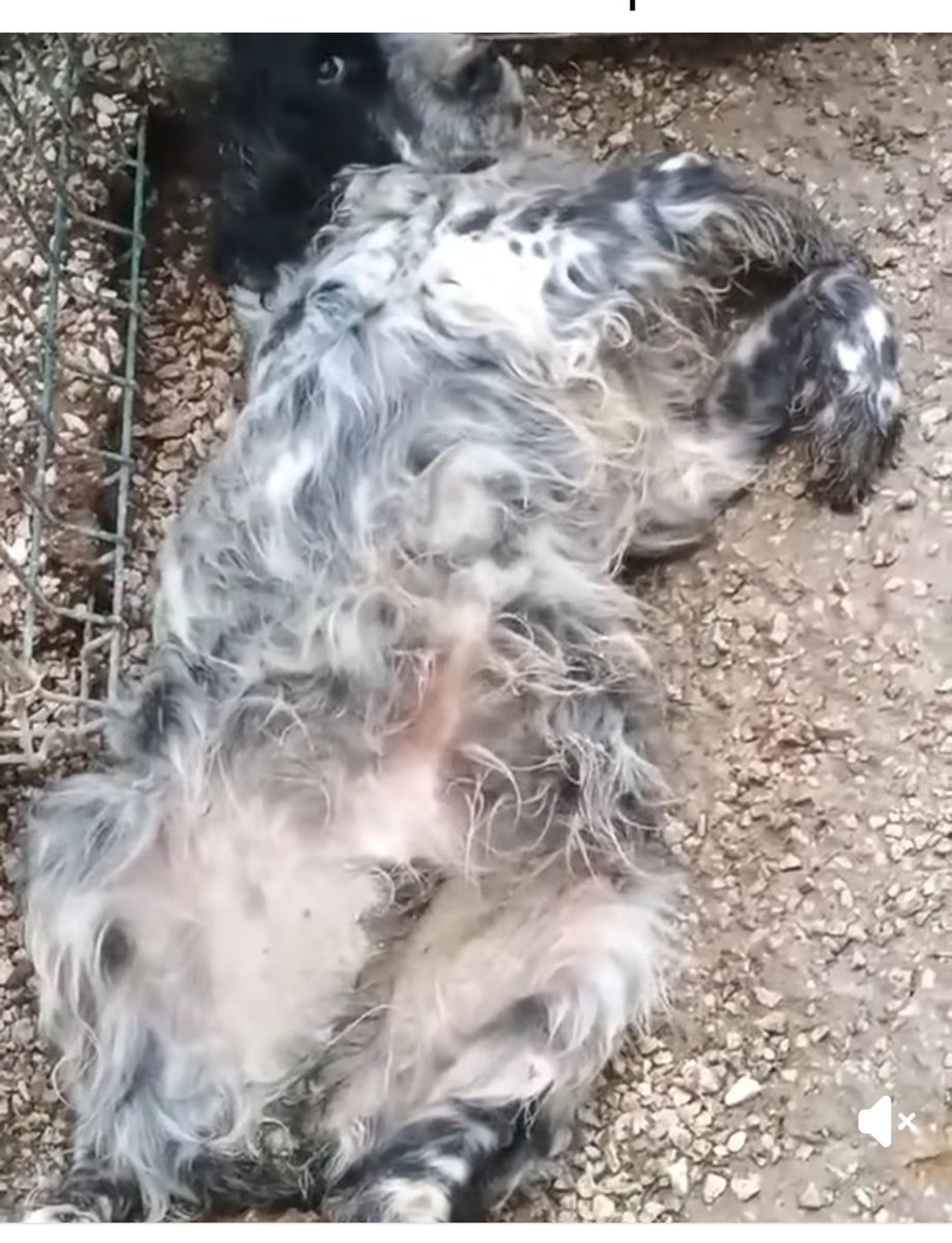 Christinaliroudia tweet media