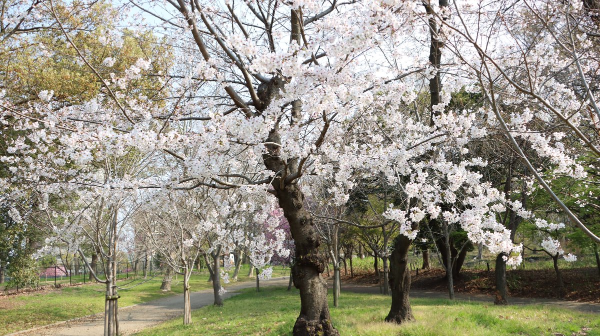 長居植物園 tweet media