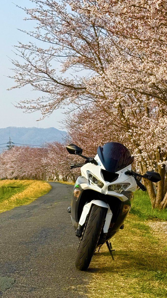 とらら tweet media