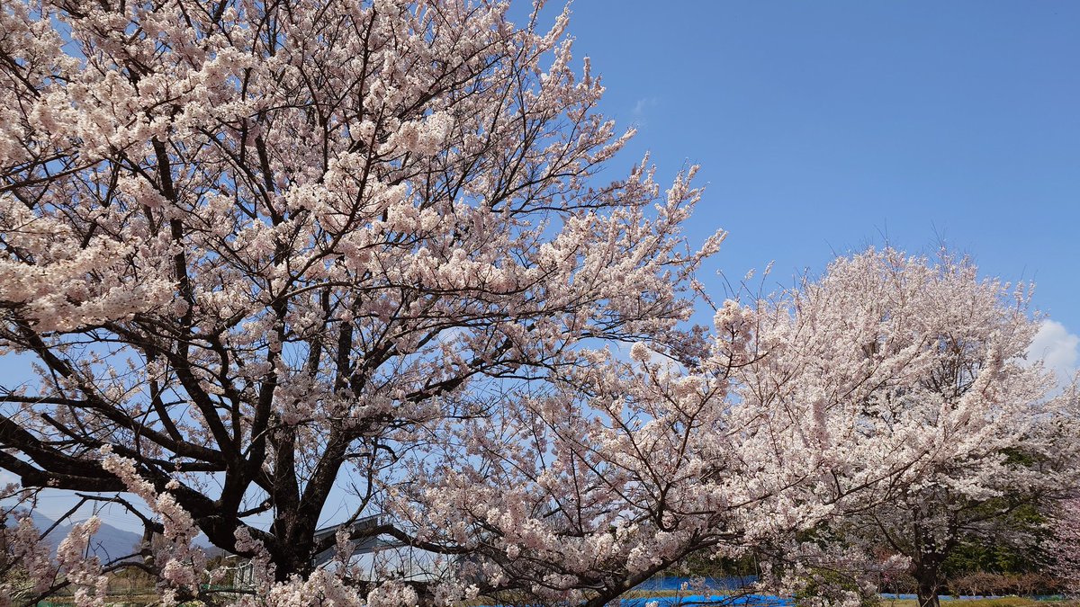 unipa2010's tweet photo. 今年も神代桜へ！
満開でした😆 https://t.co/Nk6qAWDQW5