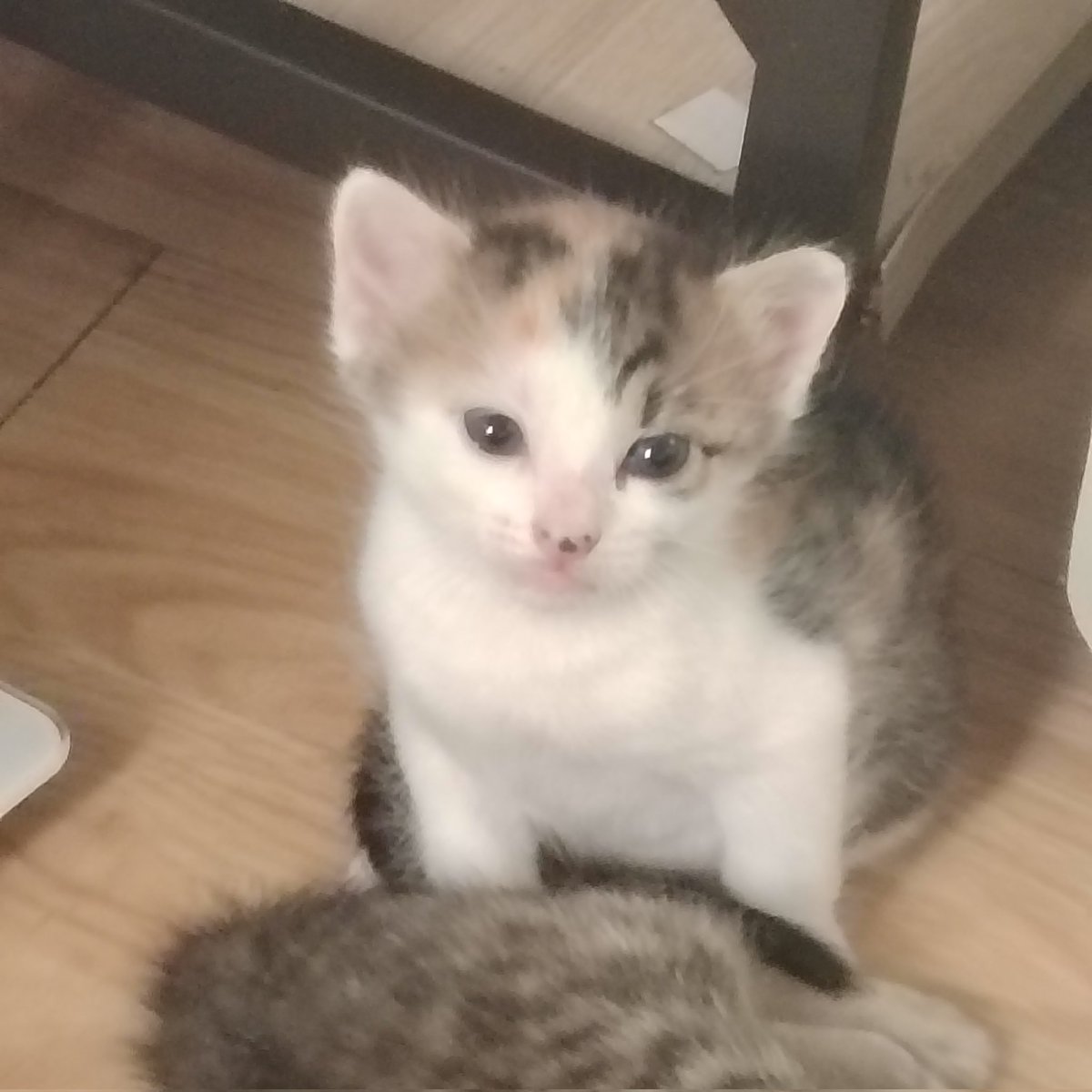 ๑ `. 🗯 ʟɪᴢ 〢 tweet media