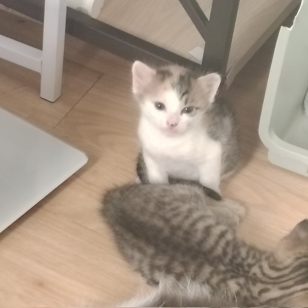 ๑ `. 🗯 ʟɪᴢ 〢 tweet media