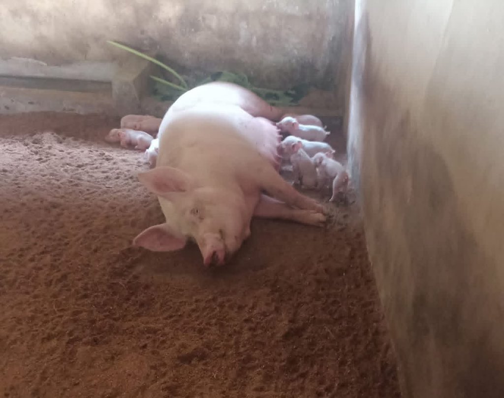 SMARTFARM SOLUTIONS LTD tweet media