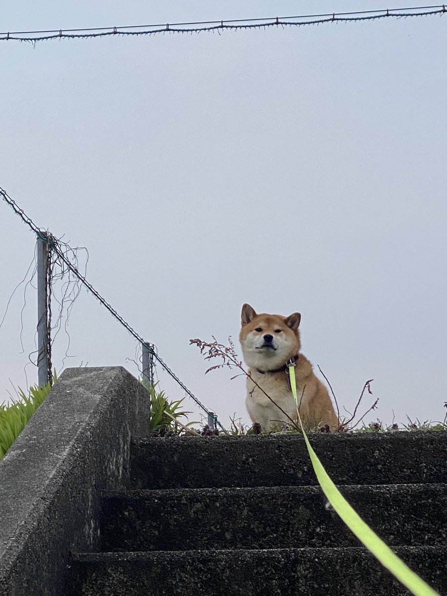 🐮ヒポポタスごりたま🐮 tweet media