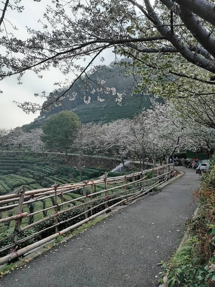 Nektarinas's tweet photo. 周末与其在家发霉，不如把自己交给风和山路。

从老东岳出发，一路走过法华寺、小龙驹坞、大龙驹坞、金鱼井、五方庙，再到杨家牌楼。樱花道像是被春天精心铺陈过——粉白的花、翠绿的枫叶，相互映衬，温柔又鲜活。一步一景，眼睛被治愈，心也慢慢安静下来。

这样的周末，不需要太多计划，只要走出去，就已经很好。#杭州