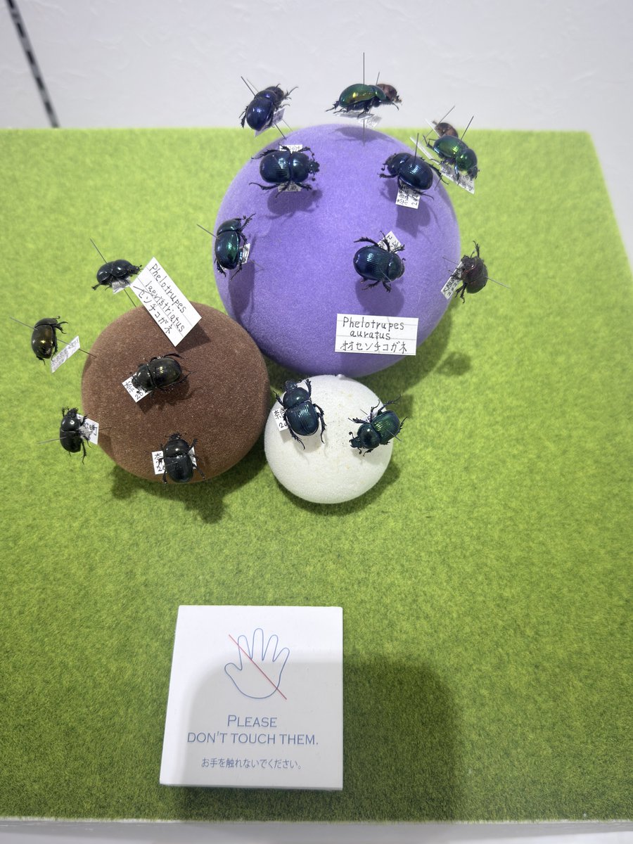 モグラが村長🕳 tweet media