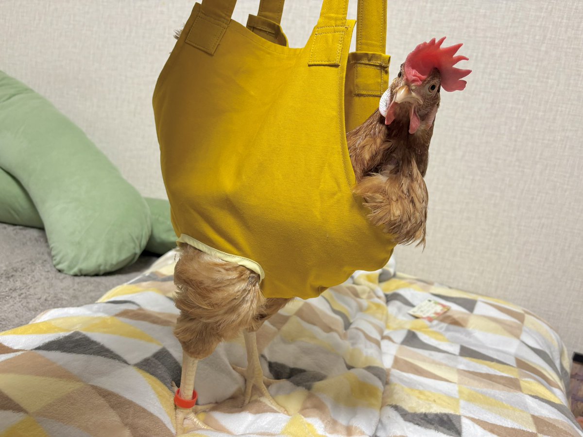 ささみ tweet media