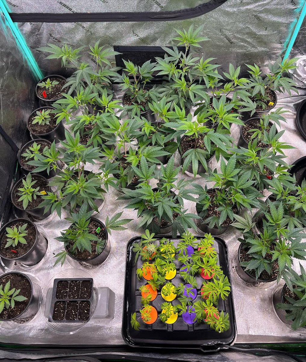 JasonFarm420's tweet photo. Veg is ever changing! Got a whole new lineup coming in another 3-4 months! Can’t wait to see what I got https://t.co/OhLv1yhjPl