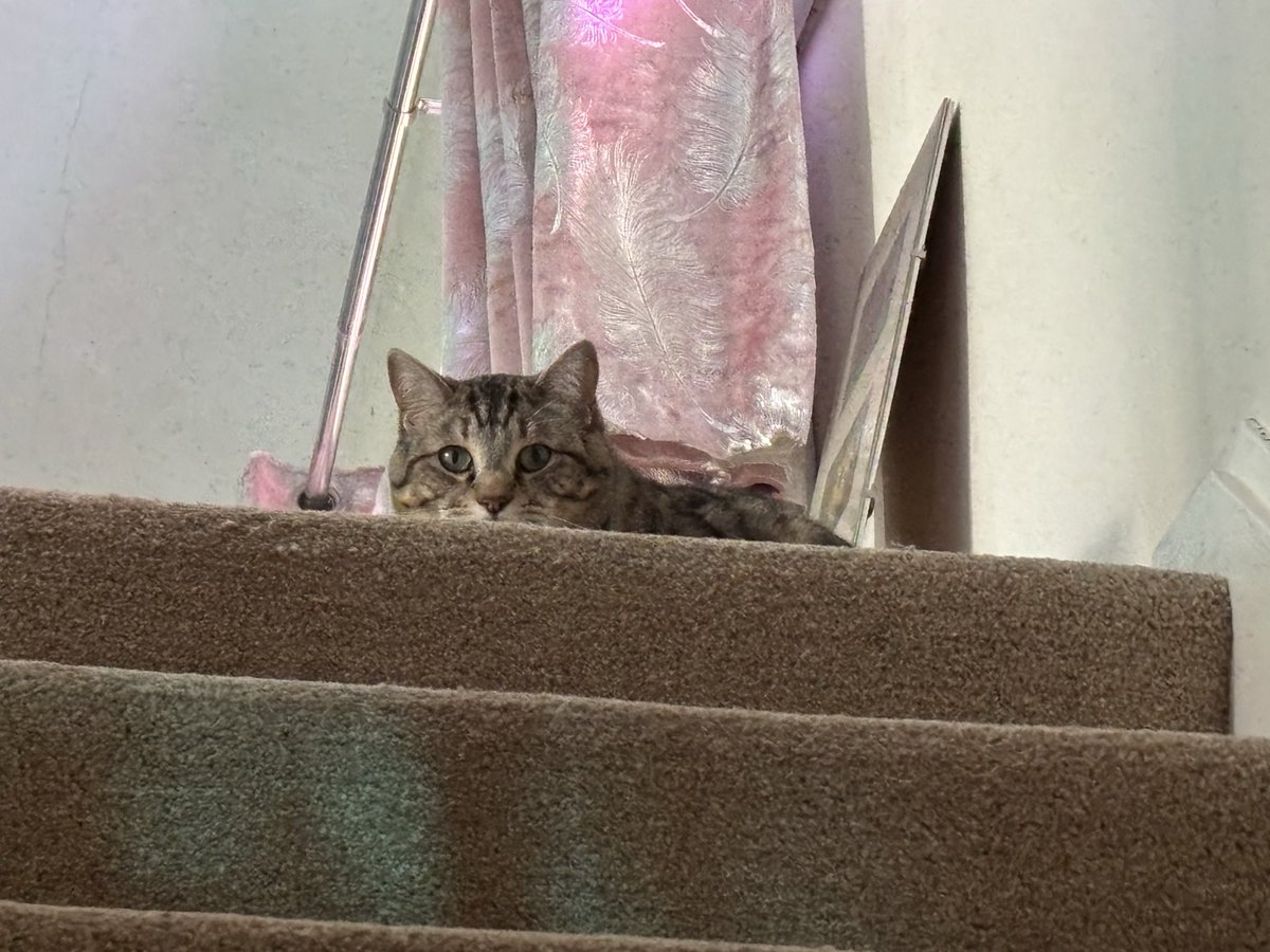 Teddy Bear - The Vicarage Meow 😺 tweet media