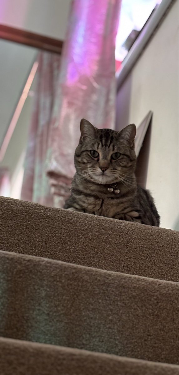 Teddy Bear - The Vicarage Meow 😺 tweet media