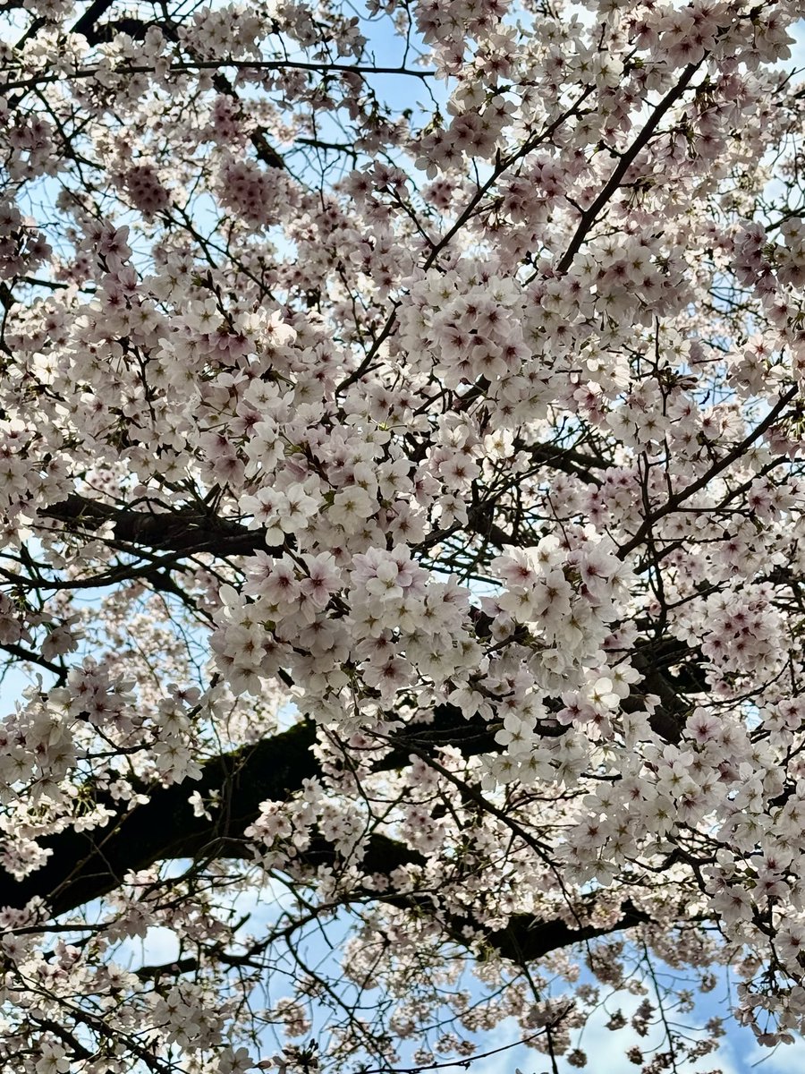 key_yamada's tweet photo. 地元の桜ほぼ満開でした　最近は世界情勢が不安定で株も同様に不安定ですが、満開の桜を見て何とかメンタルを落ち着かせたいなと、、、笑 https://t.co/ymvyYRjioG