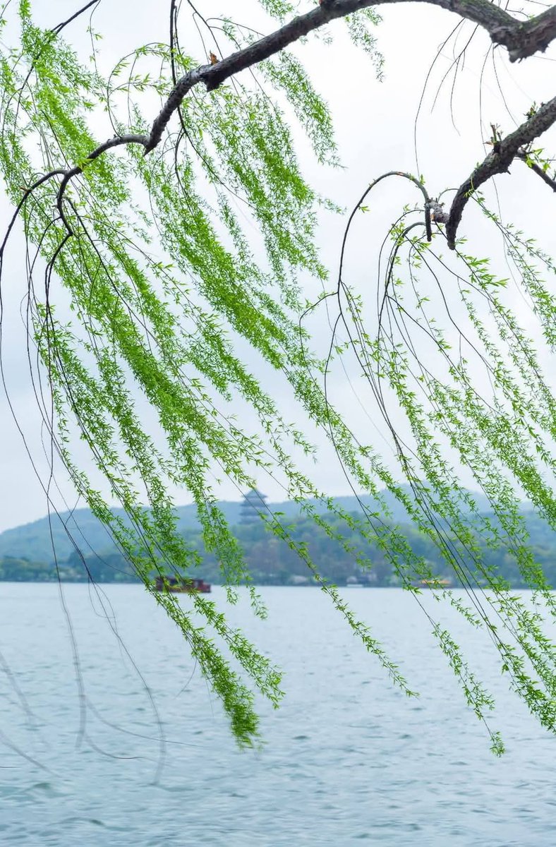 zhouyan20009's tweet photo. 浙江 杭州 西湖
West Lake, Hangzhou, Zhejiang 🇨🇳
杨柳色依依，
燕归君不归。

春天的杭州，美得让人心醉～ 😍😍 https://t.co/HMhXsWuwEU