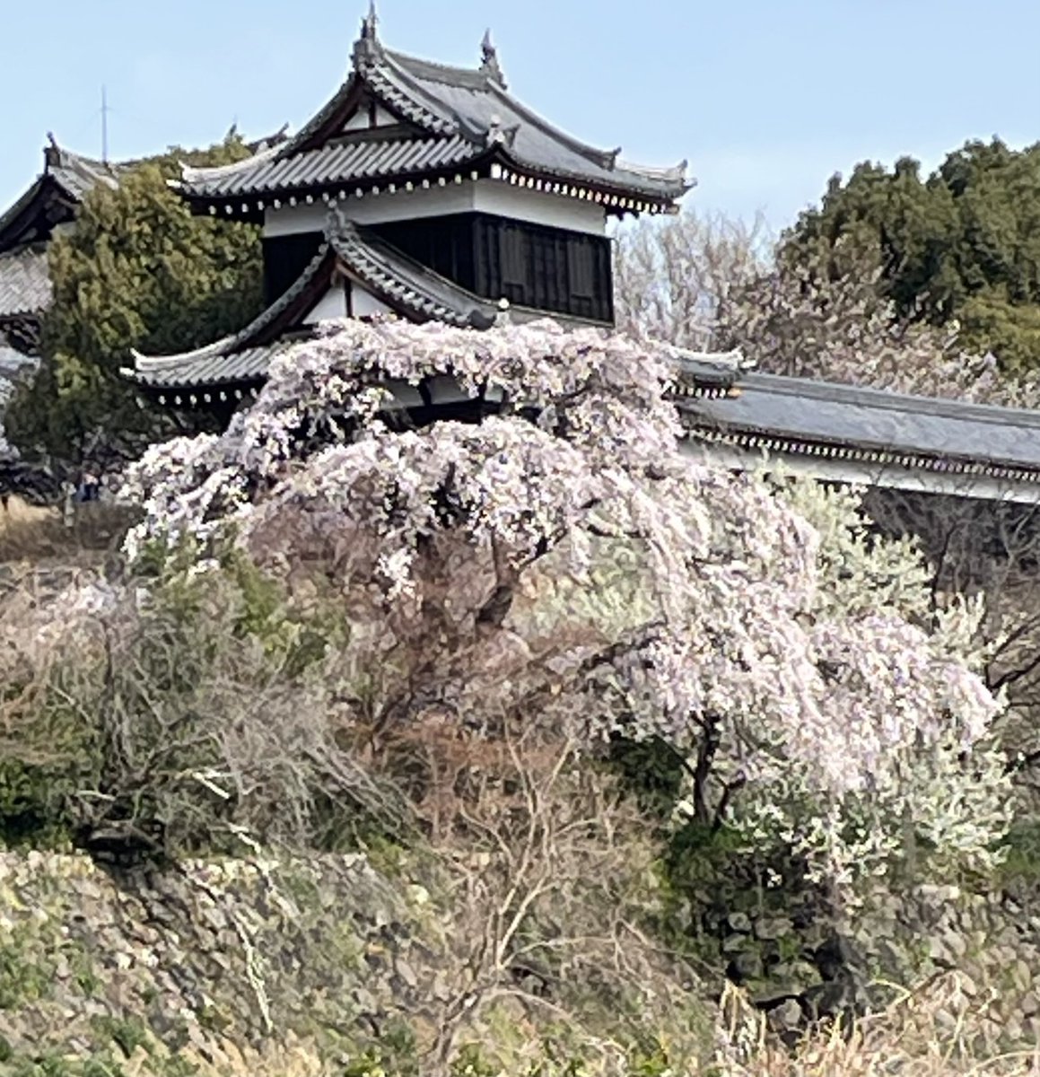 masashi関東城巡り最近遠征してます tweet media