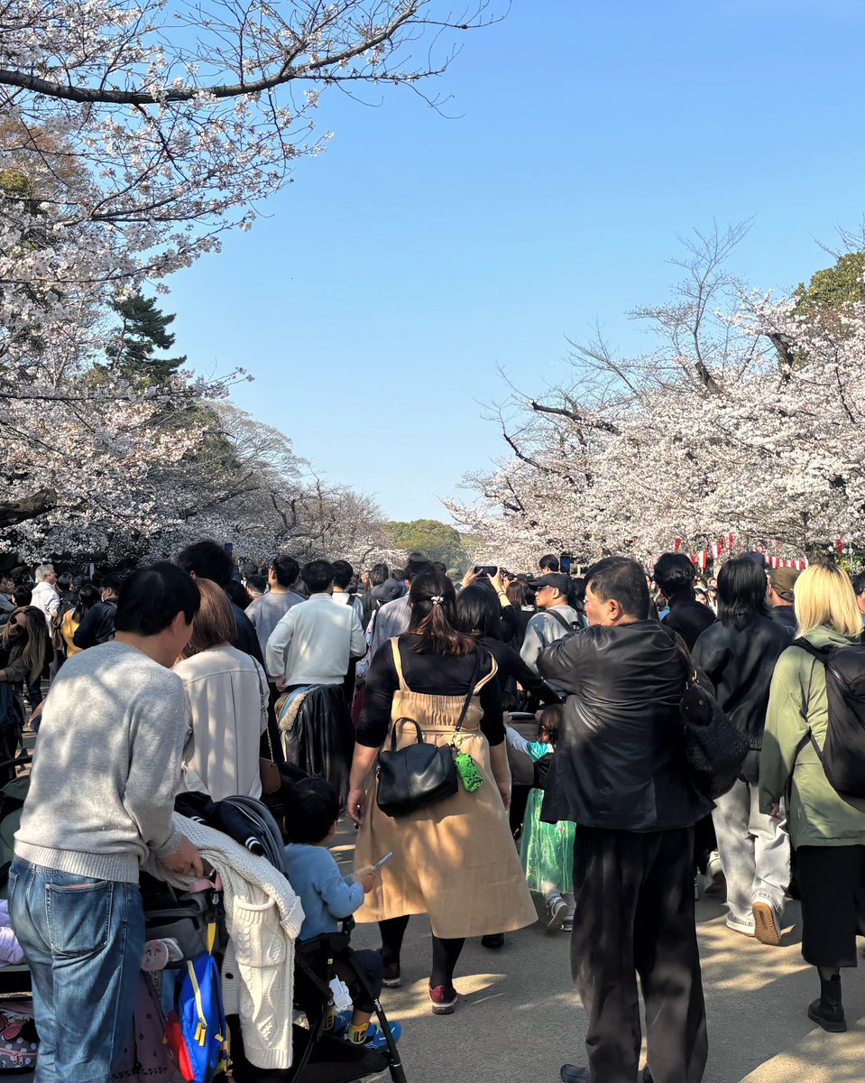 Turkey_018dream's tweet photo. 本日は2025年度ラストとなる"オフ"。「桜に始まり、桜に終わる」とはこのコトなのでしょうかね...w？

(隅田公園→上野恩賜公園) https://t.co/NBegKzdtbh