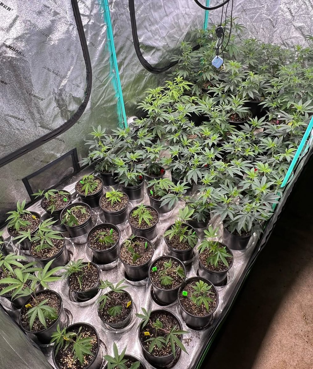 JasonFarm420's tweet photo. just after a healthy transplant!! Keeping everything on track! https://t.co/I6E8EOLeVb