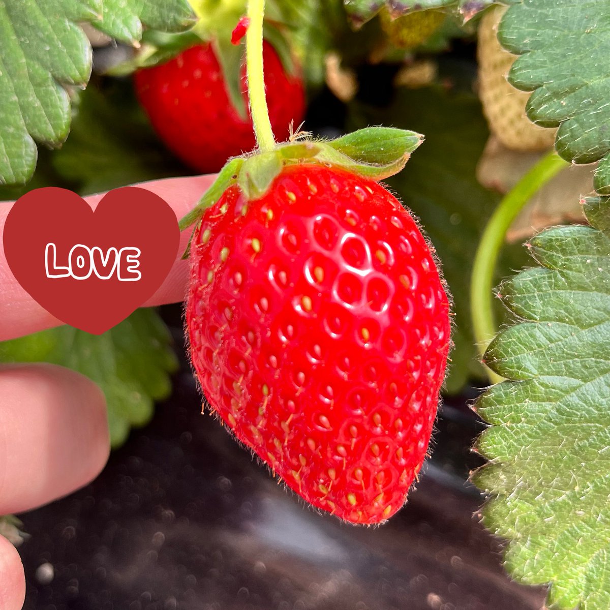 えりゅ(右) tweet media