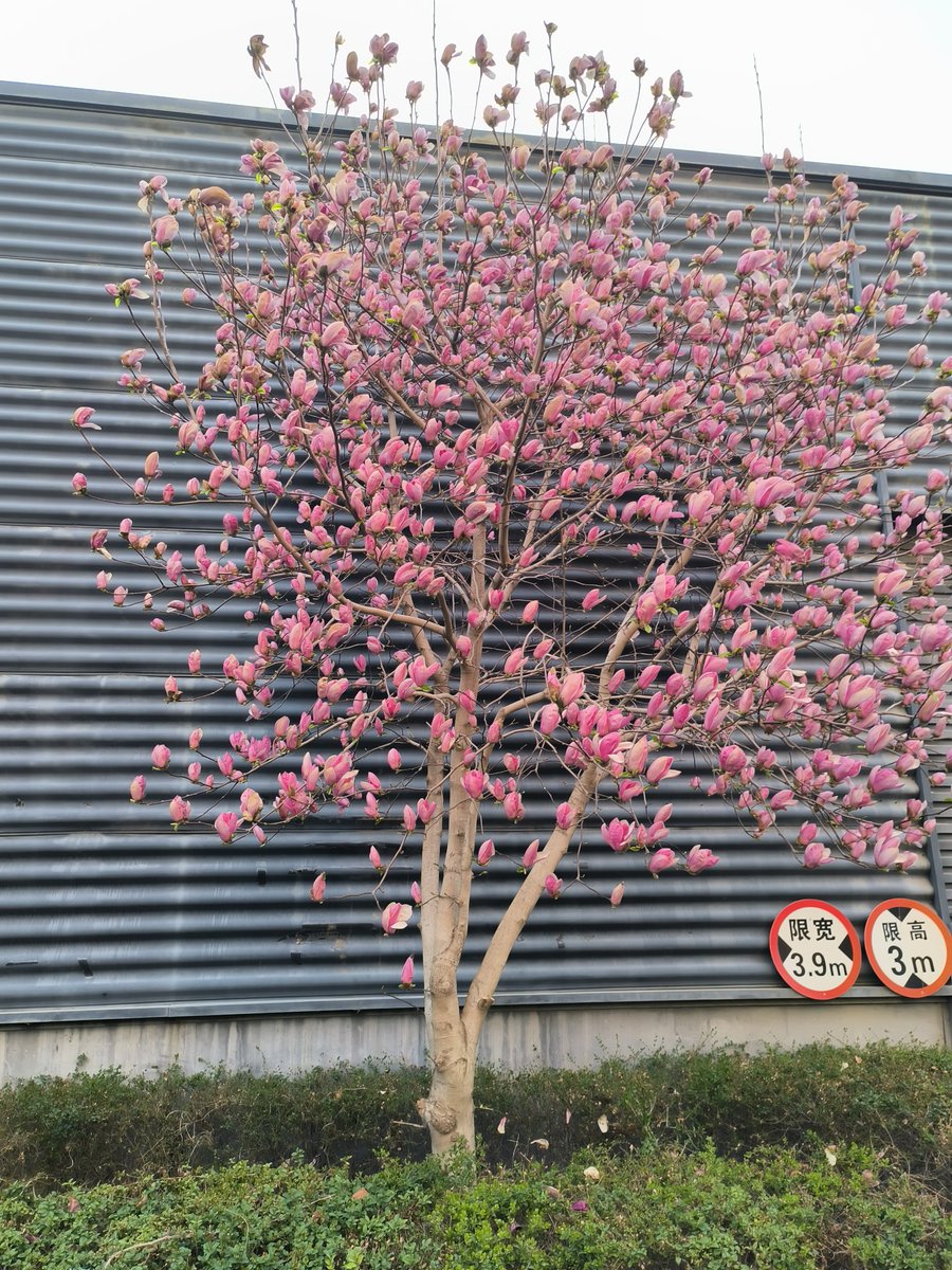 花都开了