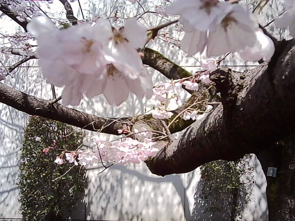 VQ1015_entry's tweet image. 跡見桜なるものを見てきまして

#toycamera #トイデジ #カメラ #写真
#KODAK #Charmera