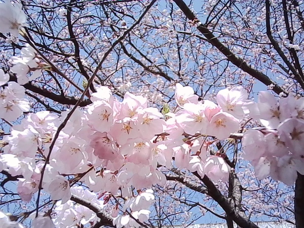 VQ1015_entry's tweet image. 跡見桜なるものを見てきまして

#toycamera #トイデジ #カメラ #写真
#KODAK #Charmera