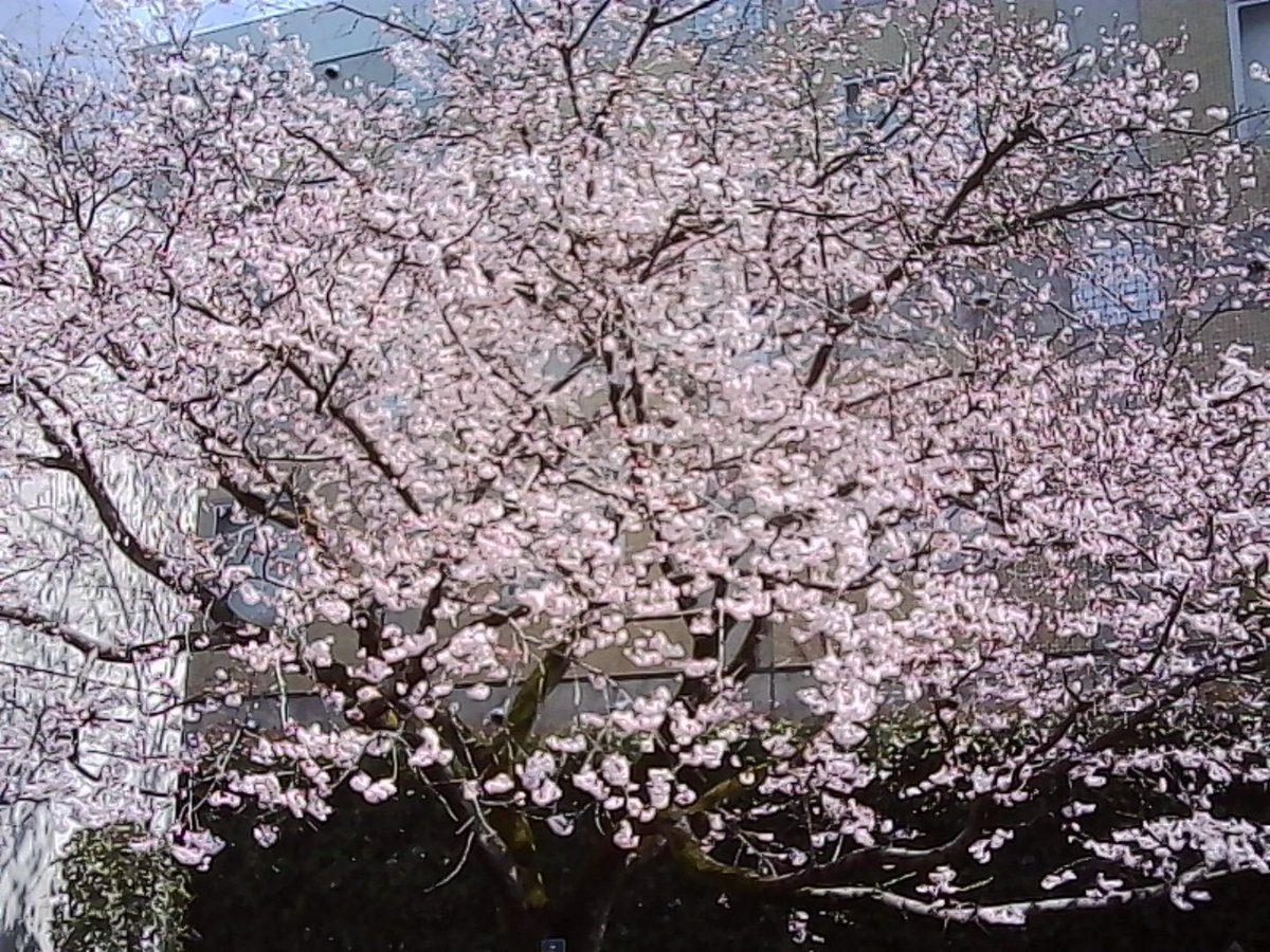 VQ1015_entry's tweet image. 跡見桜なるものを見てきまして

#toycamera #トイデジ #カメラ #写真
#KODAK #Charmera