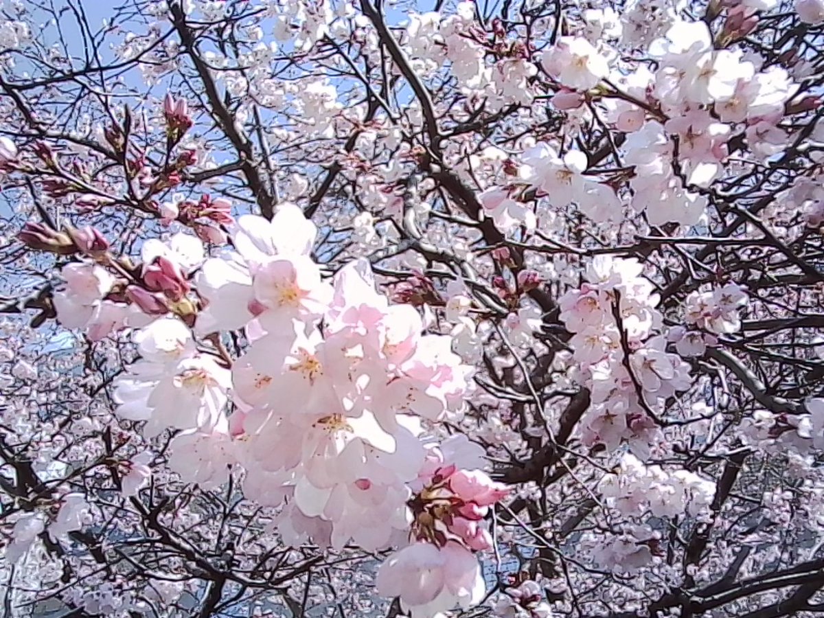 VQ1015_entry's tweet image. 跡見桜なるものを見てきまして

#toycamera #トイデジ #カメラ #写真
#KODAK #Charmera