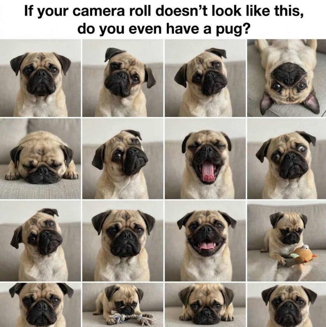 Pug Lover Community tweet media