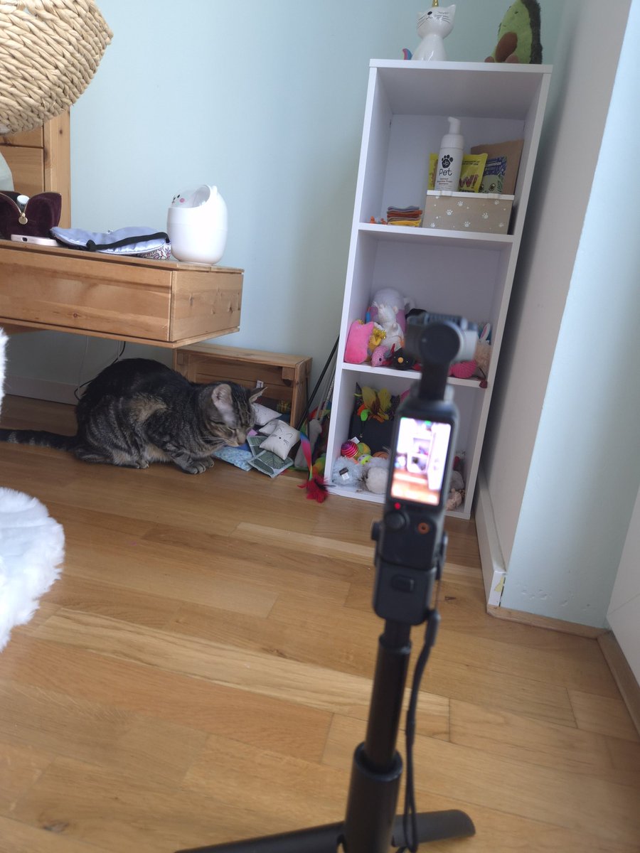 Adonis Sugar Kitty tweet media