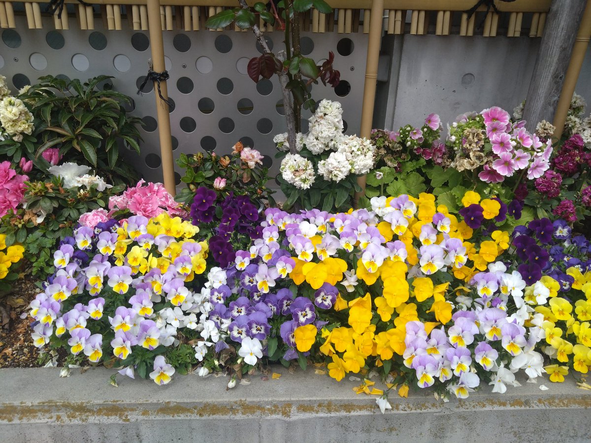 ポコ🐳 tweet media