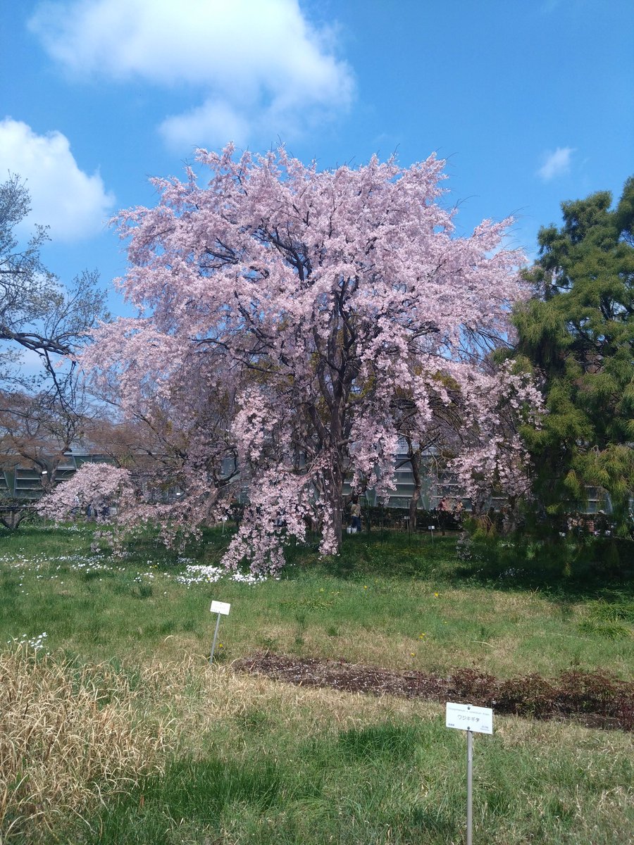 ポコ🐳 tweet media