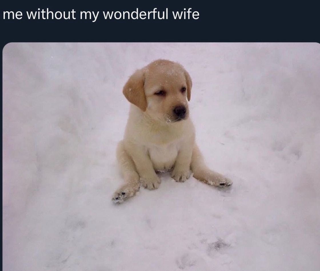 peter as puppies 🐶! tweet media