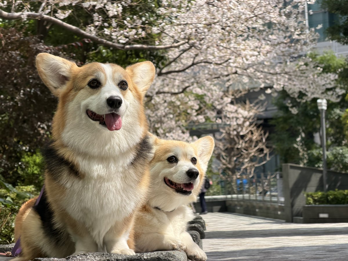 elmoelmodog tweet media