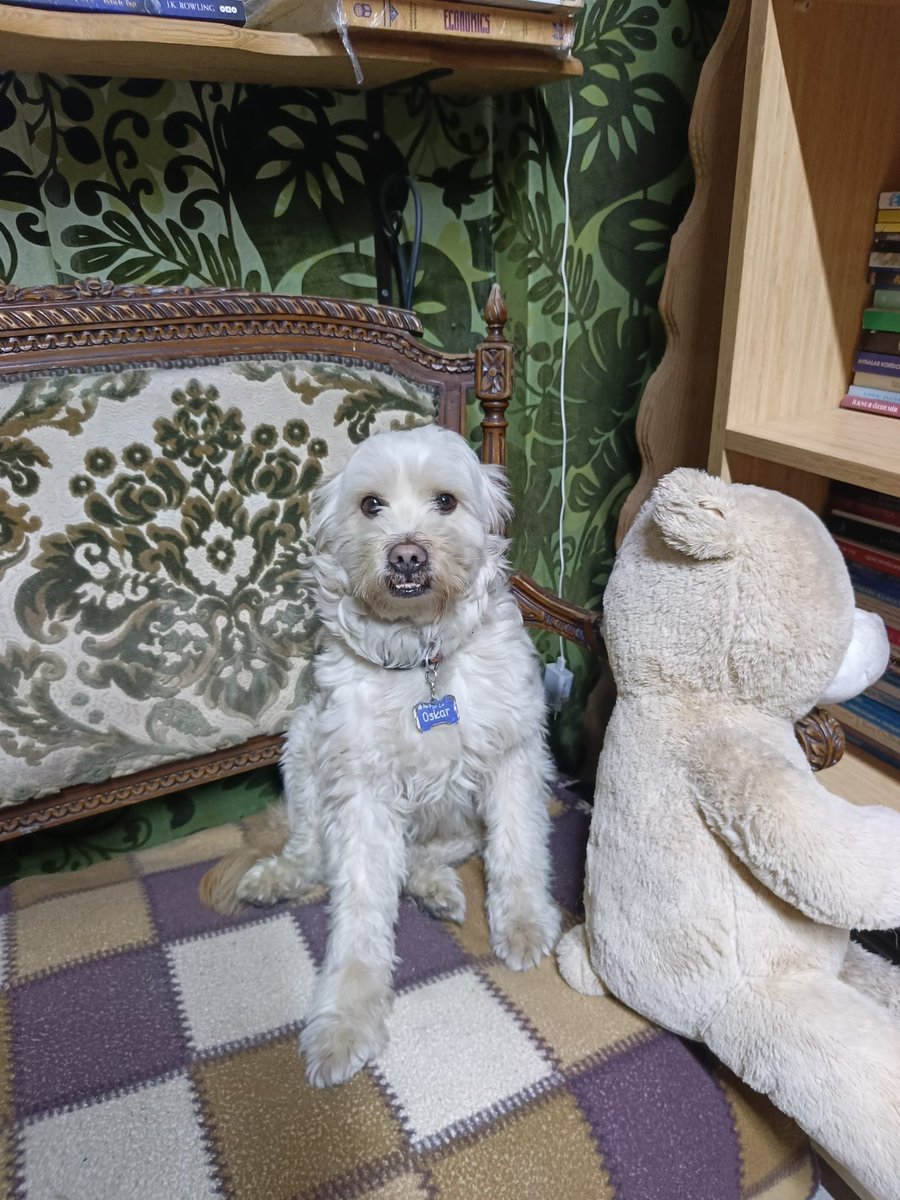 2 erkek baba/oğul, 4 ve 2 yaşında eğitimlilermiş, 1 hafta süreleri varmış taşınacaklarmış. Bakamıyoruz deyip barınağa vermek istiyorlarmış.  Paylaşabilir misiniz belki kurtulurlar. İstanbul‼️
Kısırlaştırılmamışlar. 
0535 963 95 97