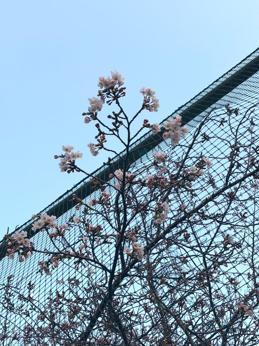 まぁ@筋トレ tweet media