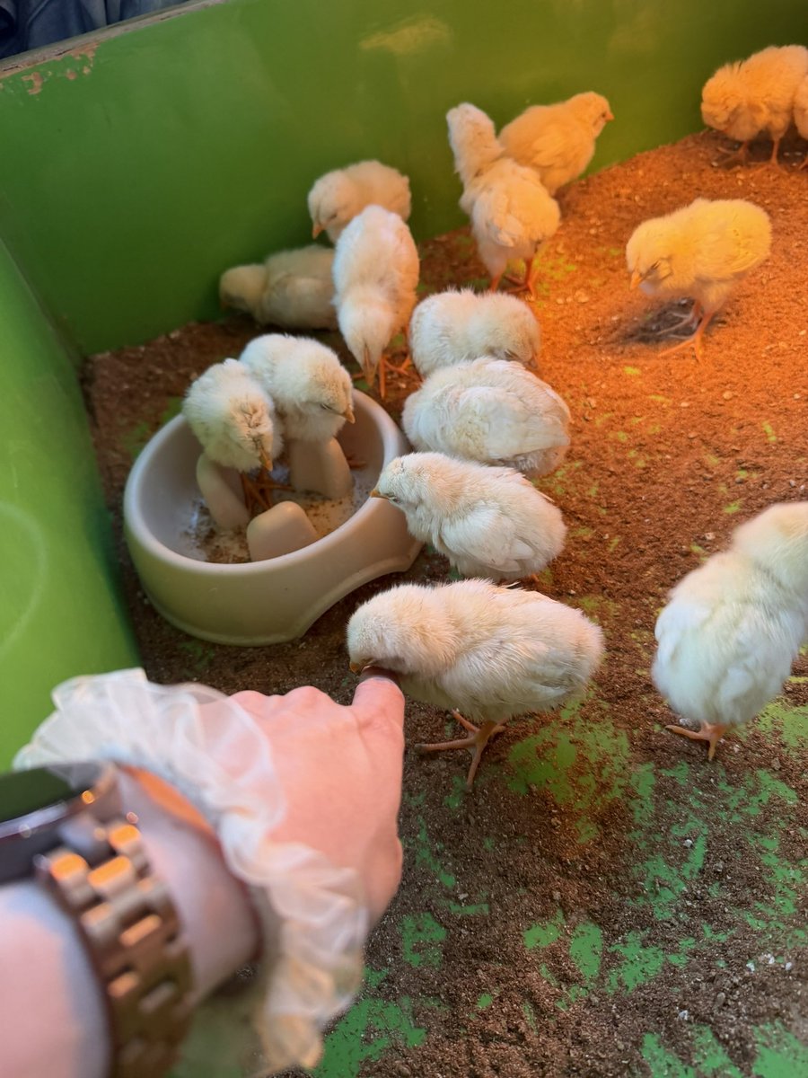 伊藤さくら@6/20バースデーワンマン‼️ tweet media