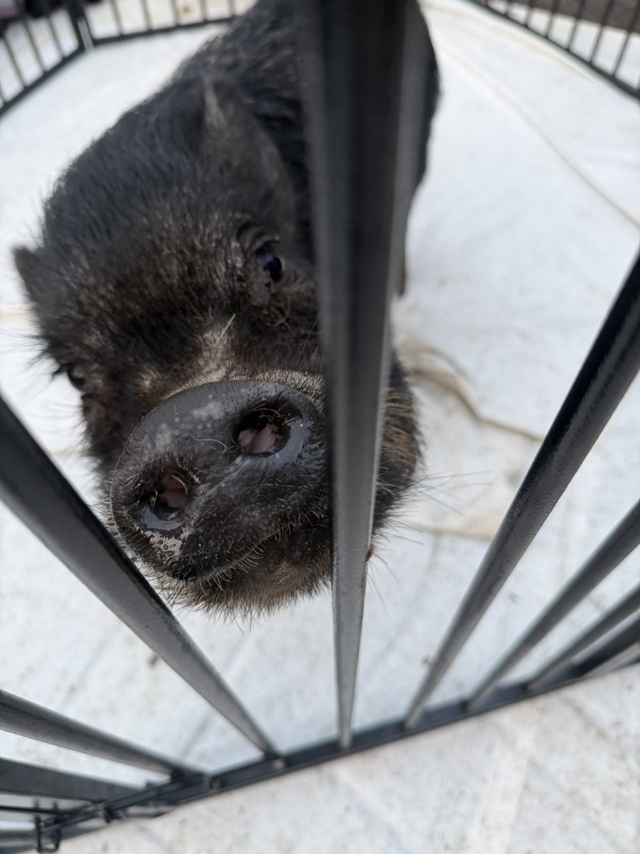 伊藤さくら@6/20バースデーワンマン‼️ tweet media