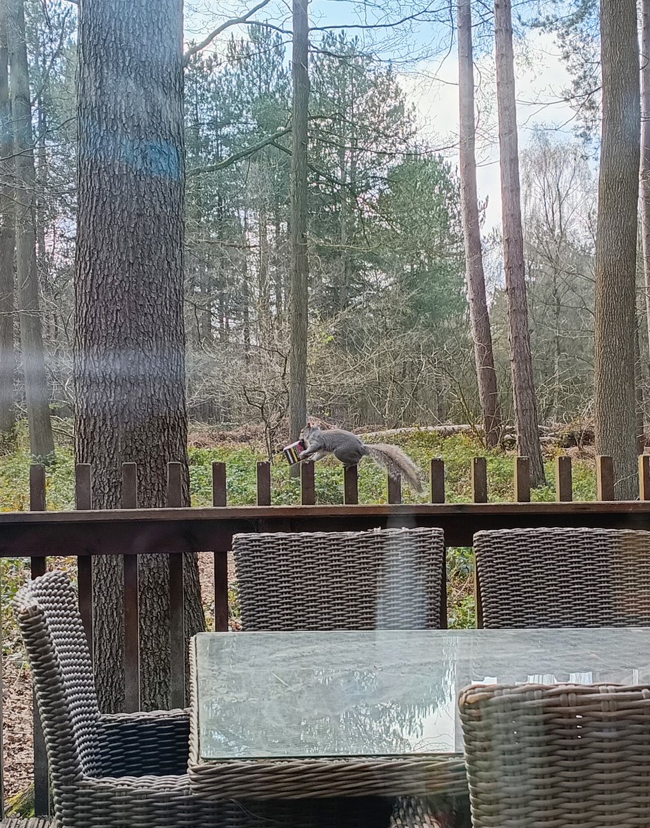 squelchy1's tweet photo. When the local wildlife nicks your cigarettes https://t.co/tXktdZAWv8